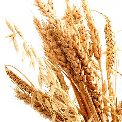 Dầu mầm lúa mì (Wheat Gem Oil)